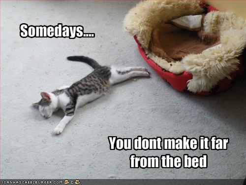 funny cat quotes. Or this.